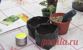 Огурцы выращивают практически на каждой даче, не говоря уж об огородах сельских жителей. Вот и автор популярного канала на платформе