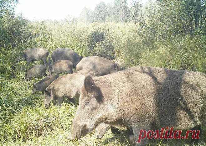 http://pikabu.ru/story/radiatsiya_ne_tak_strashna_dlya_zverey_kak_chelovek_5011571