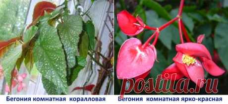 Бегония комнатная — уход и выращивание