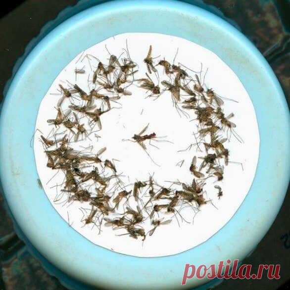 Солдатский способ борьбы с комарами и мошкарой. Оказывается, средство против них есть у всех дома. Делюсь забытым способом | Свободная Жизнь | Яндекс Дзен