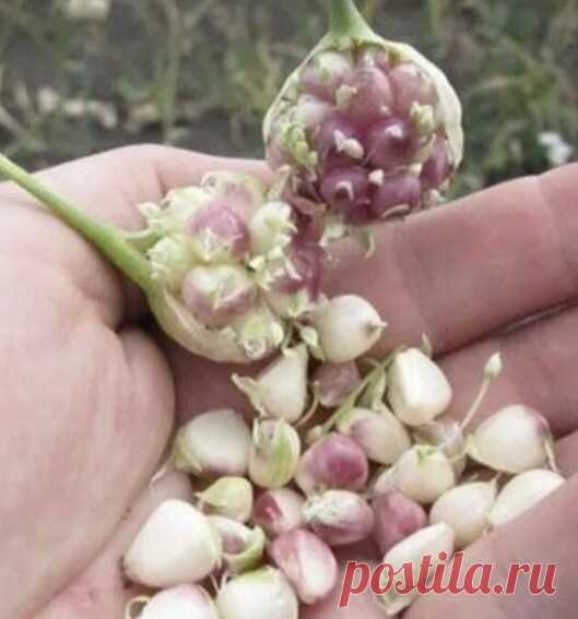 ТРИ ПРИЧИНЫ САЖАТЬ ЧЕСНОК БУЛЬБОЧКАМИ.