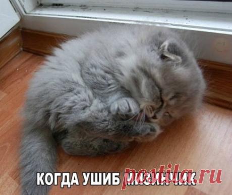 #милота