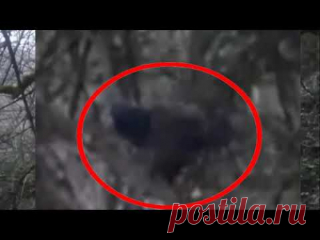 Странное существо с большими ушами напугало туриста в лесу - YouTube