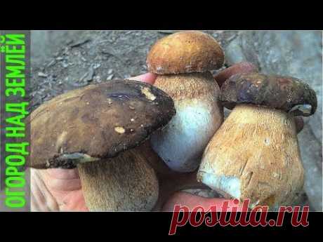 БЕЛЫЕ,МОХОВИКИ,ПОДБЕРЁЗОВИКИ,ЦАРСКИЕ ГРИБЫ.ГРИБНАЯ ОХОТА В ОСЕННЕМ ЛЕСУ