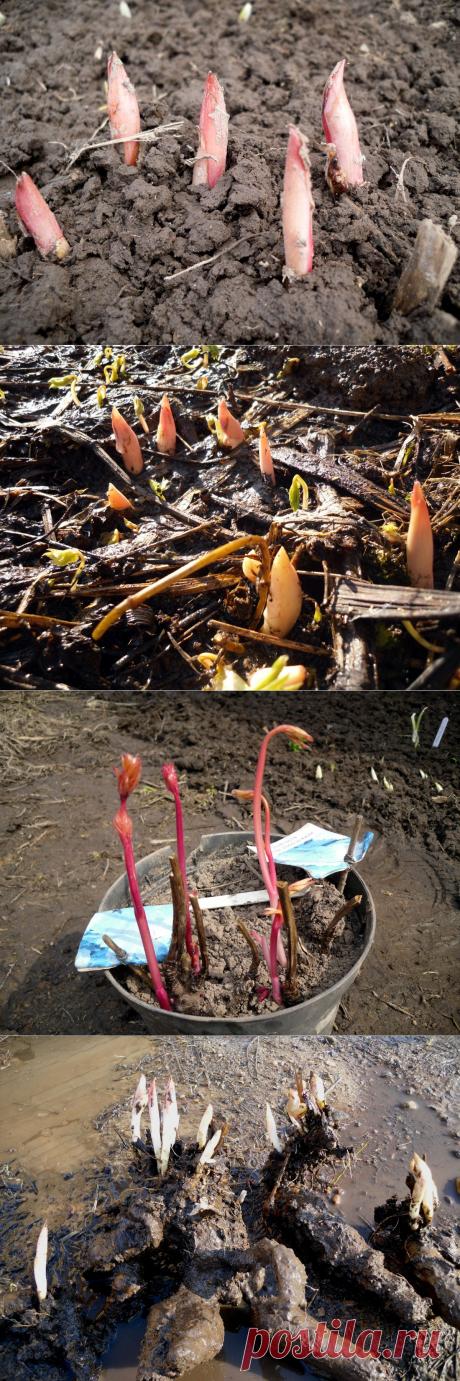 Весенняя пересадка пионов: если нельзя, но очень хочется... | Самоцветик