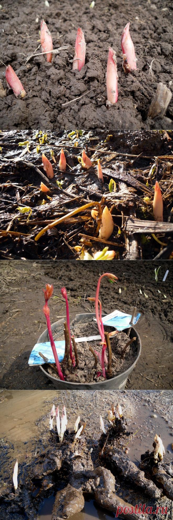 Весенняя пересадка пионов: если нельзя, но очень хочется... | Самоцветик