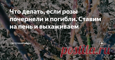 Что делать, если розы почернели и погибли. Ставим на пень и выхаживаем В этой статье я опишу свой опыт и общепринятые способы.