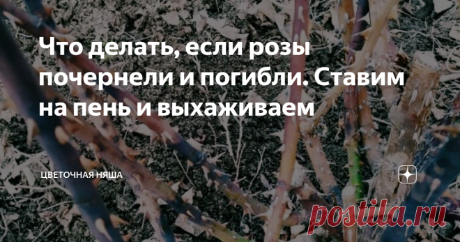 Что делать, если розы почернели и погибли. Ставим на пень и выхаживаем В этой статье я опишу свой опыт и общепринятые способы.