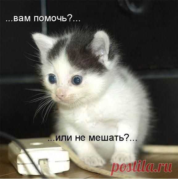 Забавные животные \