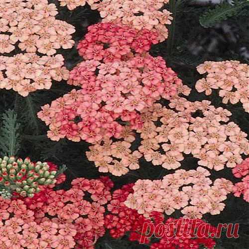 При увеличенной селезенке | Друг пенсионера
Если у вас увеличена селезенка, сто­ит обратить внимание на такие травы как тысячелистник и календула. Они при таком недуге способны принести облегчение.