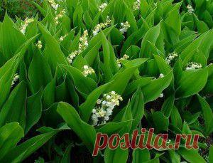 Ландыши – посадка, уход, размножение и защита от вредителей и болезней