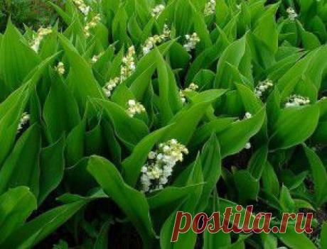 Ландыши – посадка, уход, размножение и защита от вредителей и болезней
