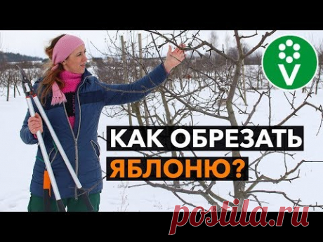 ЗОЛОТЫЕ ПРАВИЛА ОБРЕЗКИ ЯБЛОНИ. Теперь все понятно!