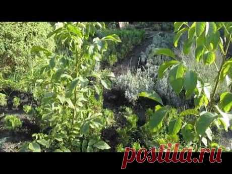 Грецкий орех.  Формировка. ПРИЩИПЫВАТЬ ИЛИ ОБРЕЗАТЬ?