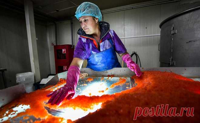 Падение продаж красной икры в российской рознице превысило 20%. Красная икра остается самой продаваемой в России, но ее доля в покупках снизилась на 21,9%, сообщила пресс-служба Всероссийской ассоциации рыбопромышленников (ВАРПЭ) со ссылкой на совместное исследование с компанией NTech в телеграм-канале.