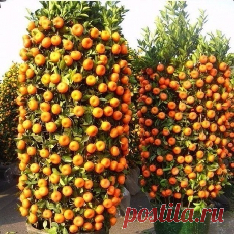 мандаринчики