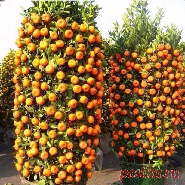 мандаринчики