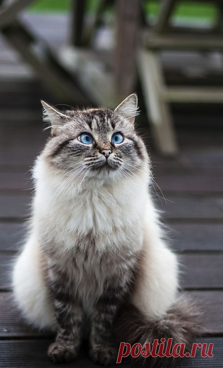 Mostly Cats. Mostly.