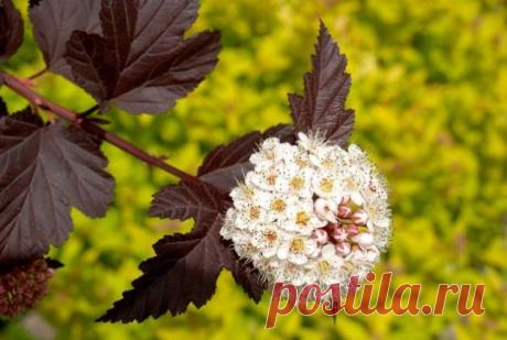 Декоративные растения для маленьких участков