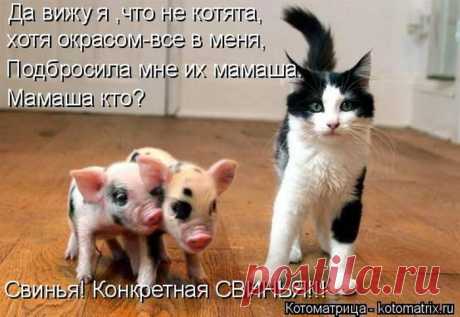 Самые уморительные котоматрицы недели / Питомцы