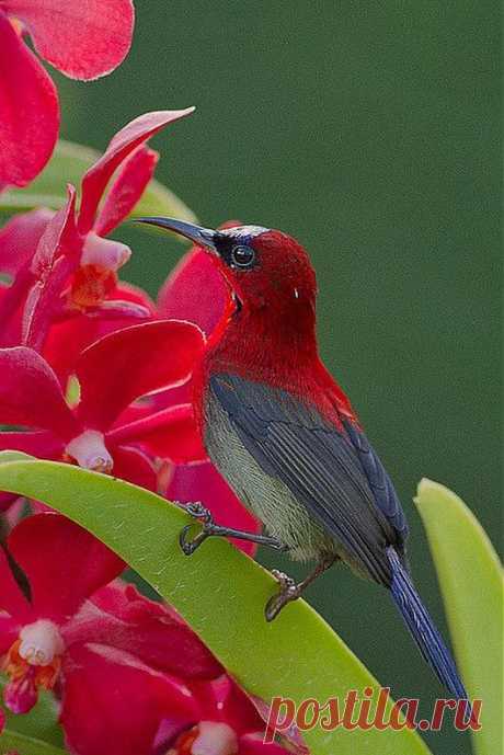 Pinterest