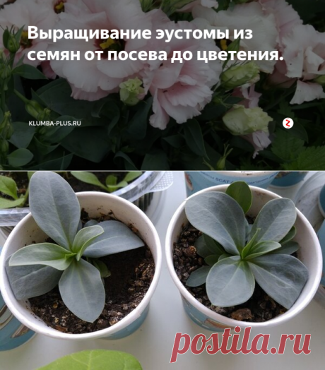 Выращивание эустомы из семян от посева до цветения. | Klumba-plus.ru | Яндекс Дзен