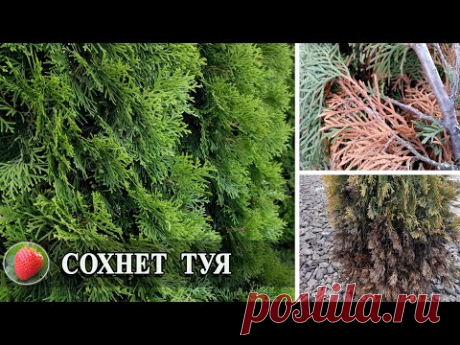 Что делать если пожелтела туя Почему засыхает хвоя Уход за туями