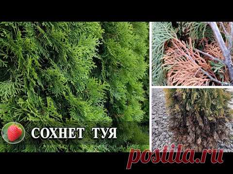 Что делать если пожелтела туя Почему засыхает хвоя Уход за туями