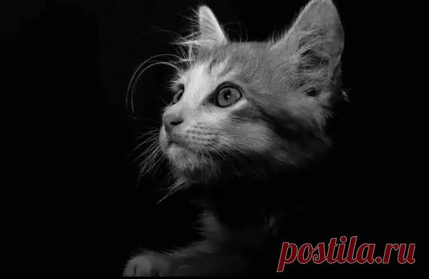 Маркиз родился ещё до Великой Отечественной войны, на два года раньше меня… - Уши, лапы, хвост - медиаплатформа МирТесен