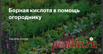 Борная кислота в помощь огороднику Каждый дачник и огородник мечтает, чтобы его труды на участке окупились сторицей. Однако чтобы получить хороший урожай вовсе не обязательно приобретать химические удобрения или завозить на участок тонны навоза. Есть доступное средство, которое поможет в борьбе за урожай. Купить его можно в каждой аптеке. Речь идет о знакомой всем борной кислоте.
Раствор борной кислоты – мощный стимулятор образован