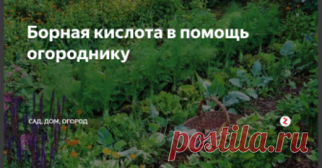 Борная кислота в помощь огороднику Каждый дачник и огородник мечтает, чтобы его труды на участке окупились сторицей. Однако чтобы получить хороший урожай вовсе не обязательно приобретать химические удобрения или завозить на участок тонны навоза. Есть доступное средство, которое поможет в борьбе за урожай. Купить его можно в каждой аптеке. Речь идет о знакомой всем борной кислоте.
Раствор борной кислоты – мощный стимулятор образован