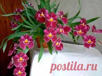 Комнатное растение Милтония (Miltonia). Милтонии - непростые для выращивания в комнатных условиях орхидеи. Они чувствительны к незначительным колебаниям температуры, и поэтому выращивать их рекомендуется только в "тропических окнах" с контролируемым температурным режимом. Цветение обычно происходит дважды в год - в начале лета и осенью. Диаметр цветков может достигать 10 см.