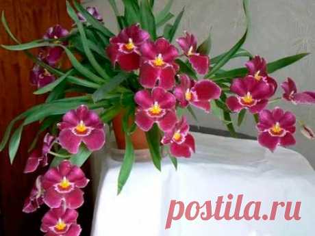 Комнатное растение Милтония (Miltonia). Милтонии - непростые для выращивания в комнатных условиях орхидеи. Они чувствительны к незначительным колебаниям температуры, и поэтому выращивать их рекомендуется только в &quot;тропических окнах&quot; с контролируемым температурным режимом. Цветение обычно происходит дважды в год - в начале лета и осенью. Диаметр цветков может достигать 10 см.