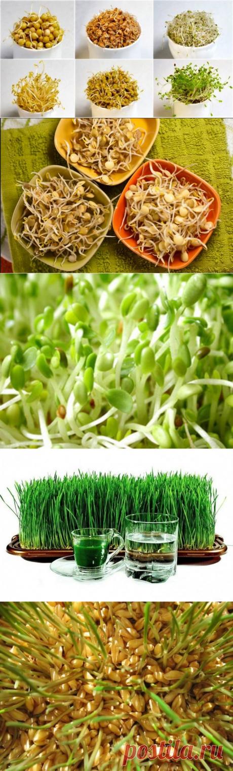 10 проросших секретов долголетия / Все для женщины