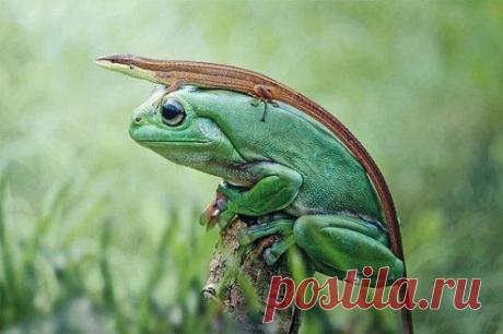 (49) Одноклассники