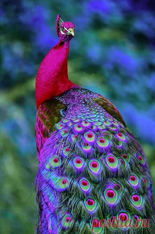 Joie De Vivre! Joy Of Pictures... Joy Of Earth