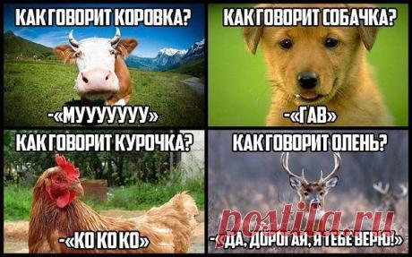 УБОЙНЫЕ ПРИКОЛЫ [анекдоты смешные фото и видео]