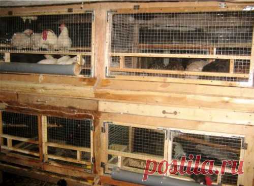 Как сделать клетки для кур несушек своими руками: чертежи, размеры