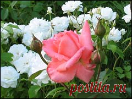 Вредители роз