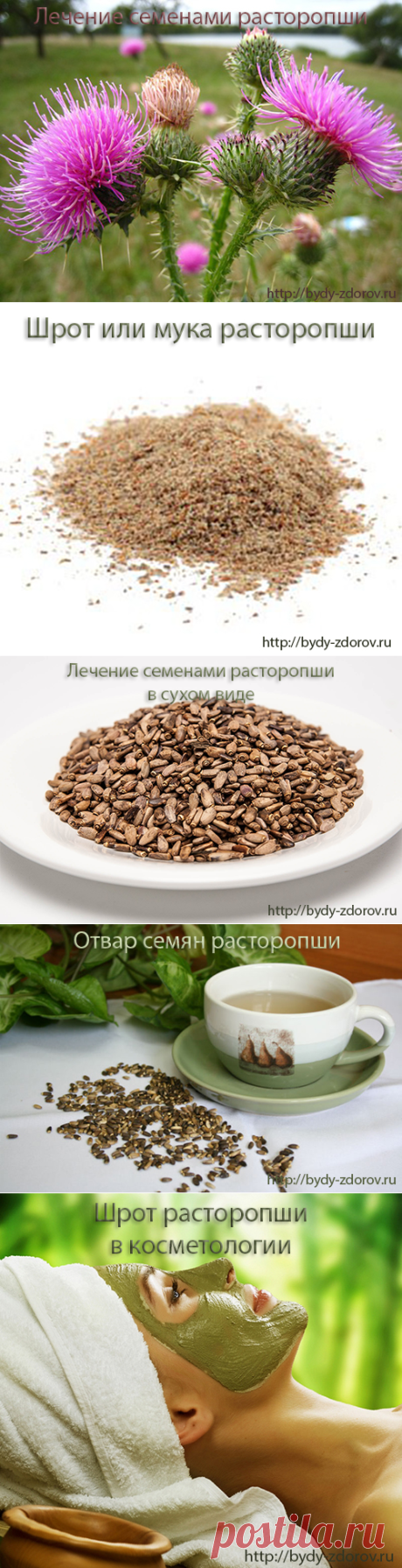 Буду здоров!Расторопша. Лечение семенами расторопши - Буду здоров!