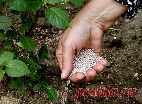 ОСОБЕННОСТИ УХОДА ЗА РОЗАМИ