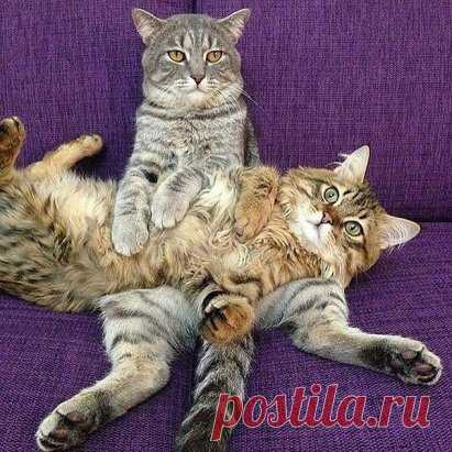 Кoгдa cтo лeт жeнaты и смoтритe тeлeвизoр вeчepкoм.
