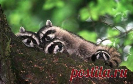 Очаровательные «подушки» / Питомцы