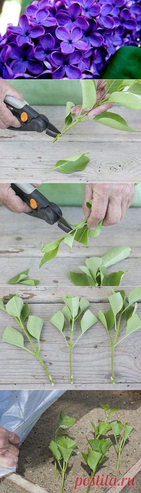 Как размножить сирень