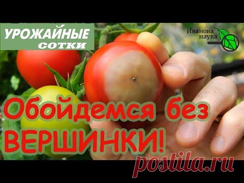 СМОТРЕТЬ ВСЕМ, кто хочет ТОМАТЫ без ГНИЛИ! Вершинная гниль и как с ней бороться.