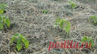 Выращиваем сладкий перец. Секреты супер урожая