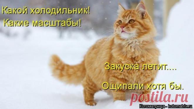 Лучшие котоматрицы недели / Питомцы