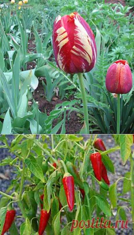 Переопыление?  Нередко в разговоре между собой садоводы жалуются, что растения переопылились и дают плохие плоды.
При этом собеседники нередко проявляют полное непонимание вопроса.