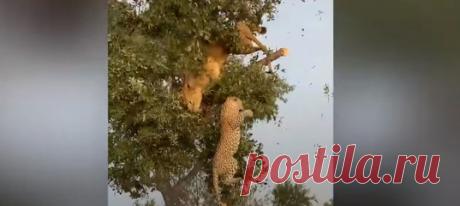 Не руби сук, на котором сидишь. А еще лучше не дерись на нем.