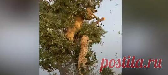 Не руби сук, на котором сидишь. А еще лучше не дерись на нем.